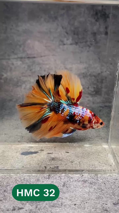 Multicolor Halfmoon Male Betta Fish | High Grade | Order Directly From Farm |  You Pick Fish |