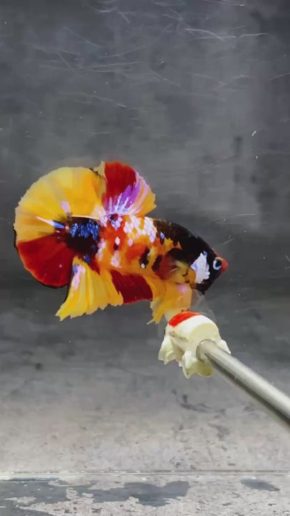 Multicolor Plakat Male Betta Fish |Show Grade|  You Pick Fish
