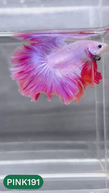 Pink Halfmoon Male Betta Fish | You Pick Fish | Order Directly From Farm