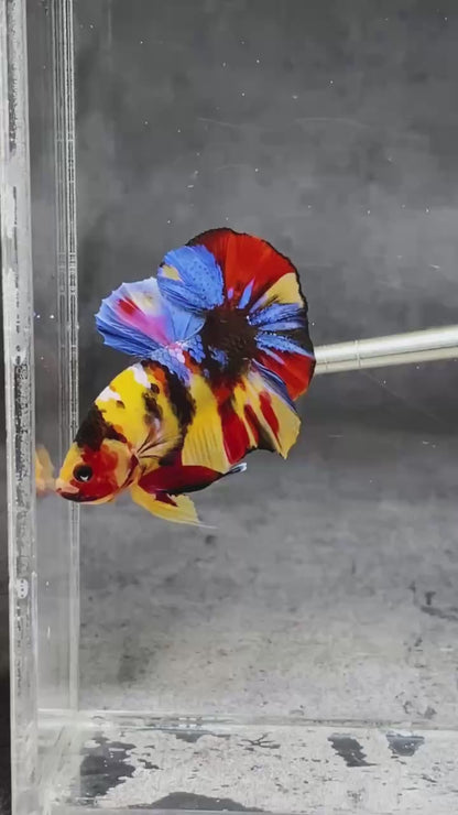 Multicolor Plakat Male Betta Fish |Show Grade|  You Pick Fish