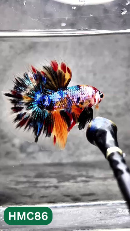 Multicolor Halfmoon Male Betta Fish | Order Directly From Farm | You Pick Fish