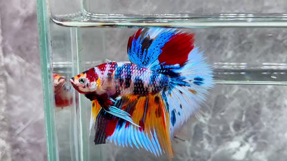 Multicolor Halfmoon Male Betta Fish | High Grade | Order Directly From Farm|  You Pick Fish |