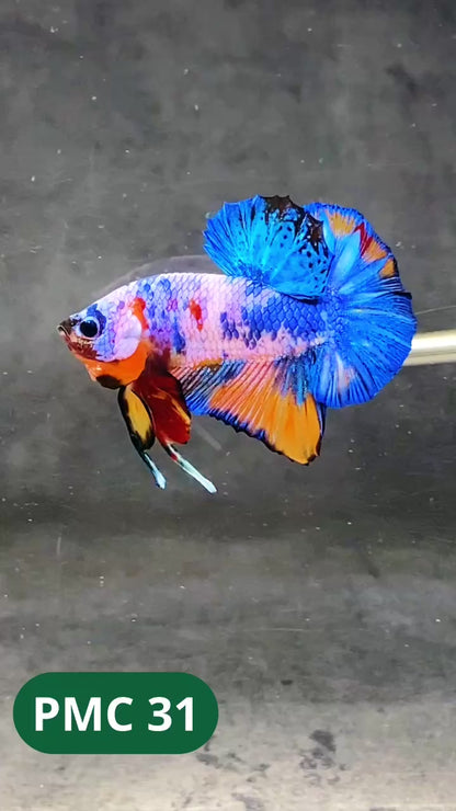 Multicolor Plakat Male Betta Fish |Show Grade|  You Pick Fish