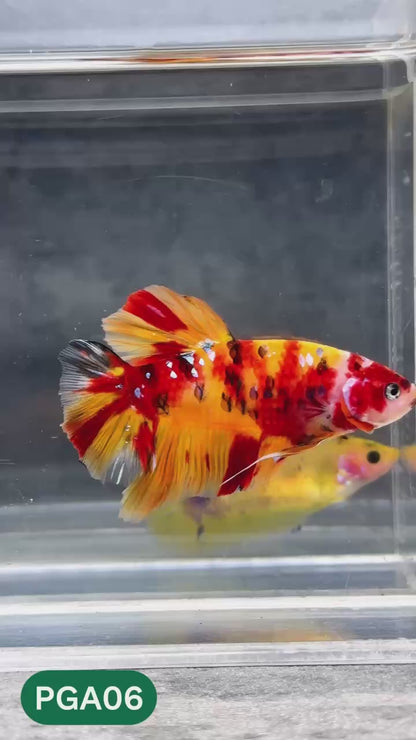King Giant Plakat Male Betta Fish | You Pick Fish | High Grade