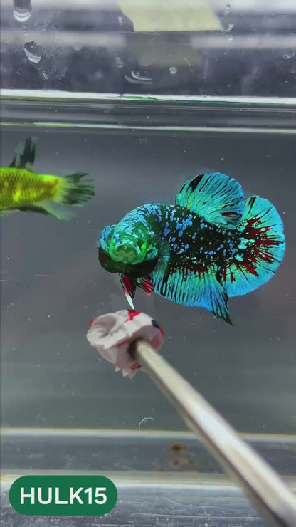 Galaxy Hulk Plakat Male Betta Fish | Exotic Grade | You Pick
