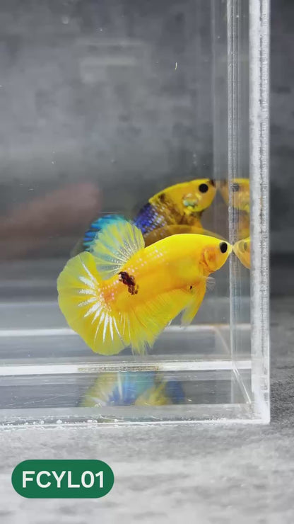 Yellow Fancy Male Betta Fish | Order Directly From Farm | You Pick Fish