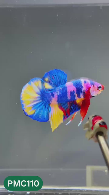 Multicolor Plakat Male Betta Fish |Show Grade|  You Pick Fish