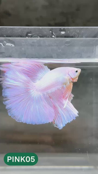 Pink Halfmoon Male Betta Fish | You Pick Fish | Order Directly From Farm
