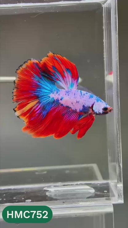 Multicolor Halfmoon Male Betta Fish | High Grade | Order Directly From Farm |  You Pick Fish |