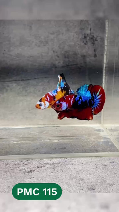 Multicolor Plakat Male Betta Fish |Show Grade|  You Pick Fish