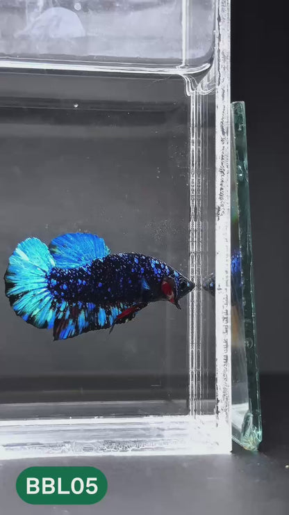 Black Star Nebula Plakat Male Betta | You Pick Betta | High Grade