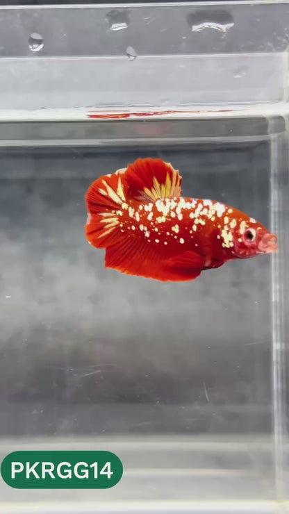 Golden Star Dust Galaxy Plakat Male Betta Fish | Super Rare | You Pick Fish