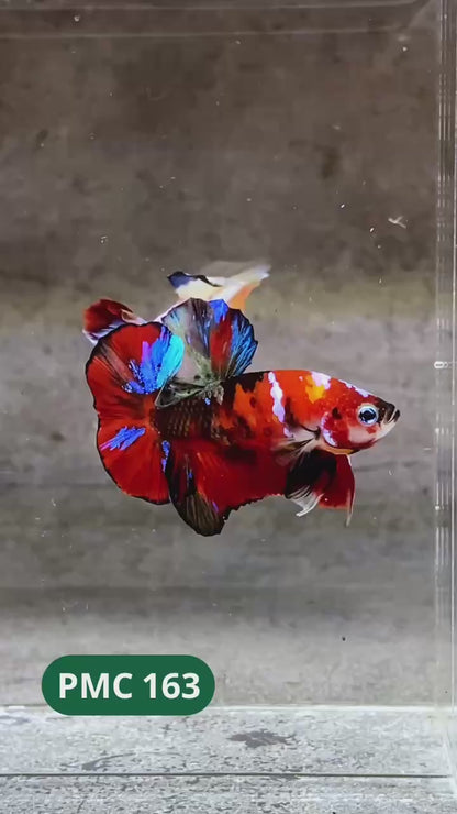 Multicolor Plakat Male Betta Fish |Show Grade|  You Pick Fish