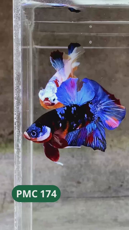 Multicolor Plakat Male Betta Fish |Show Grade|  You Pick Fish