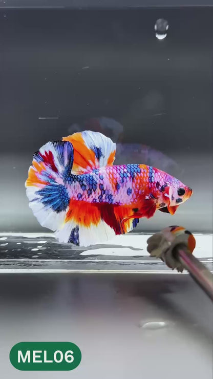 Multicolor Metallic Plakat Male Betta Fish | You Pick Fish | Exclusive Grade
