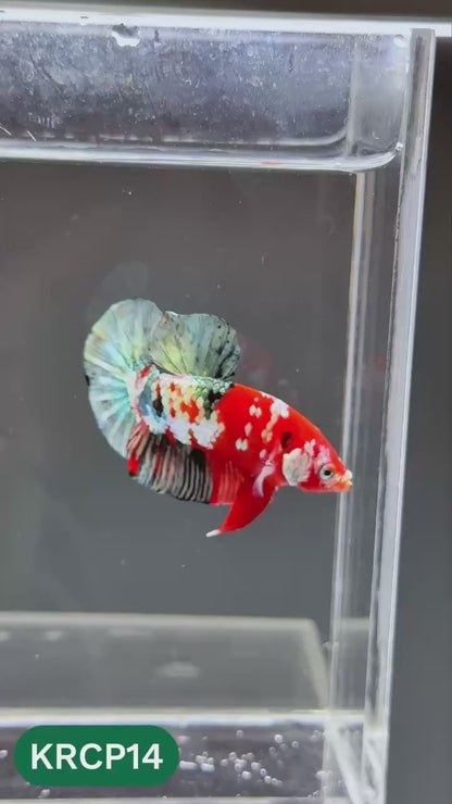 Koi Red Copper Plakat Male Betta Fish | You Pick Fish