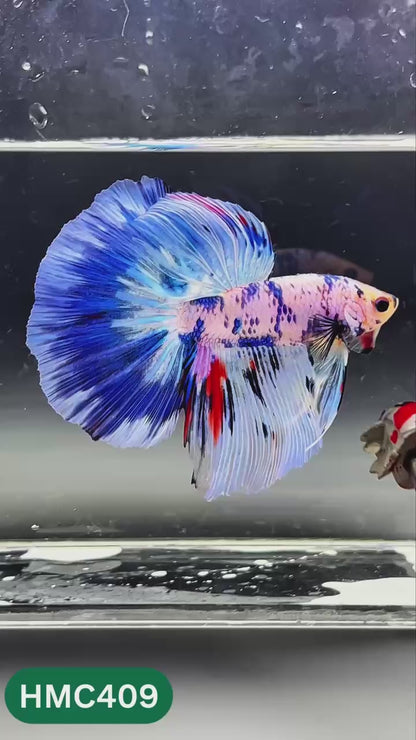 Nemo Halfmoon Male Betta Fish | Order Directly From Farm | You Pick Fish