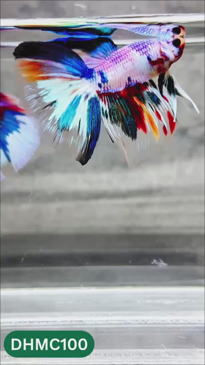 Multicolor Halfmoon Male Betta Fish | Order Directly From Farm | You Pick Fish