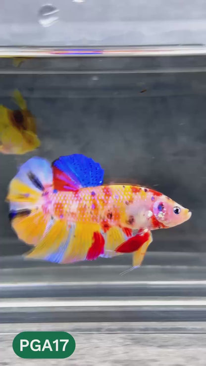 King Giant Plakat Male Betta Fish | You Pick Fish | High Grade