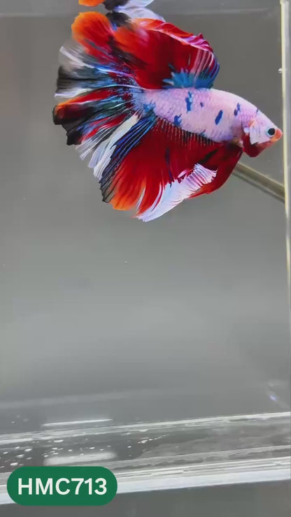 Multicolor Halfmoon Male Betta Fish | High Grade | Order Directly From Farm |  You Pick Fish |