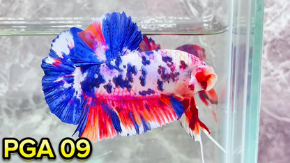 King Giant Plakat Male Betta Fish | You Pick Fish | High Grade