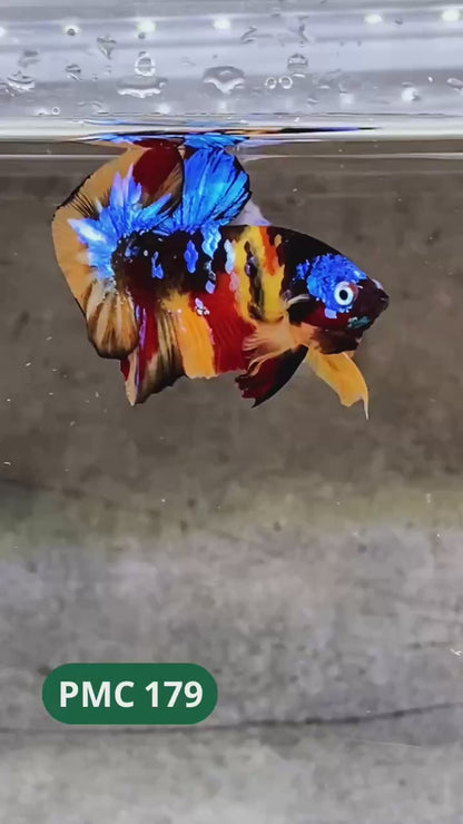 Multicolor Plakat Male Betta Fish |Show Grade|  You Pick Fish