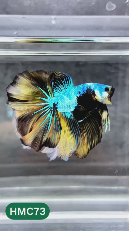 Nemo Halfmoon Male Betta Fish | Order Directly From Farm | You Pick Fish