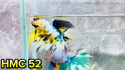 Multicolor Halfmoon Male Betta Fish | High Grade | Order Directly From Farm|  You Pick Fish |