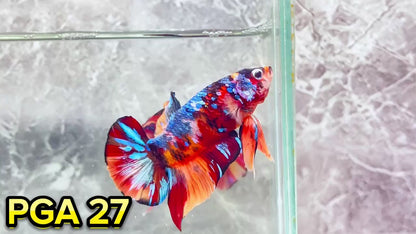 King Giant Plakat Male Betta Fish | You Pick Fish | High Grade