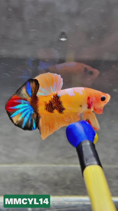 Multicolor Yellow Base Plakat Male Betta Fish | Order Directly From Farm|  You Pick Fish