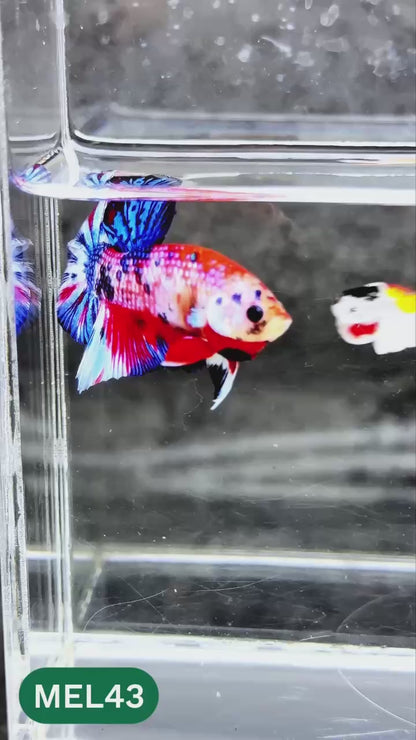 Metallic Plakat Betta Fish | You Pick Betta | Exotic Fish