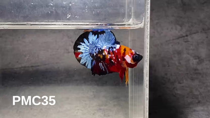 Multicolor Plakat Male Betta Fish |Show Grade|  You Pick Fish