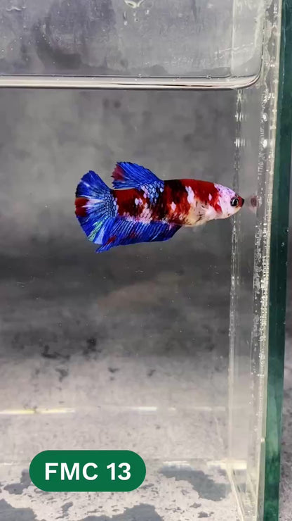 Multicolor Female Betta Fish | You Pick Fish | High Grade