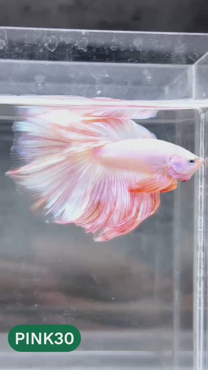 Pink Halfmoon Male Betta Fish | You Pick Fish | Order Directly From Farm