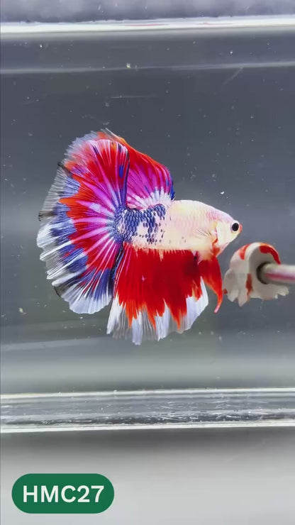 Multicolor Halfmoon Male Betta Fish | High Grade | Order Directly From Farm |  You Pick Fish |