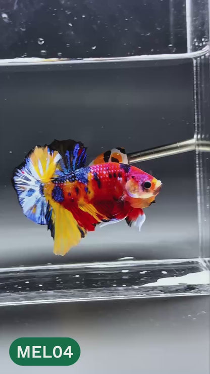 Multicolor Metallic Plakat Male Betta Fish | You Pick Fish | Exclusive Grade