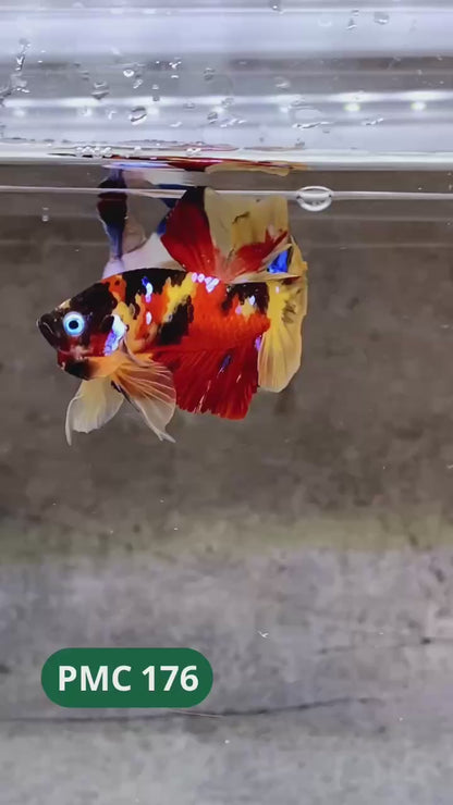 Multicolor Plakat Male Betta Fish |Show Grade|  You Pick Fish