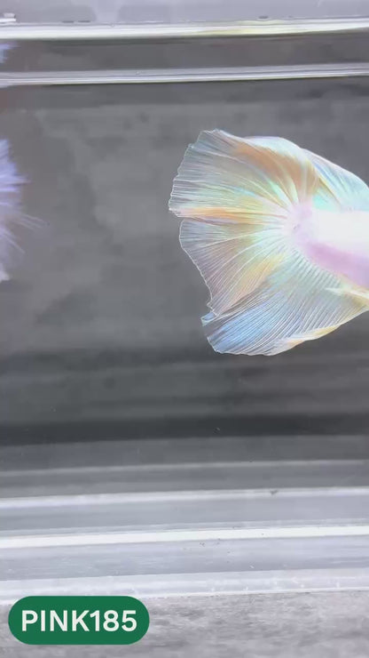 Pink Halfmoon Male Betta Fish | You Pick Fish | Order Directly From Farm