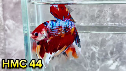 Multicolor Halfmoon Male Betta Fish | High Grade | Order Directly From Farm|  You Pick Fish |