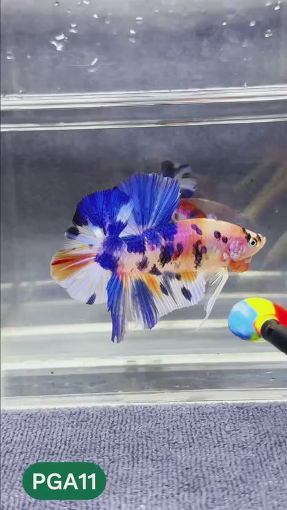 King Giant Plakat Male Betta Fish | You Pick Fish | High Grade