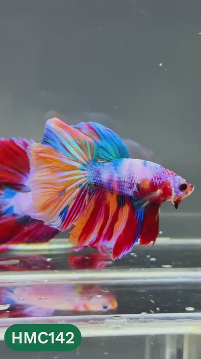 Multicolor Halfmoon Male Betta Fish | Order Directly From Farm | You Pick Fish
