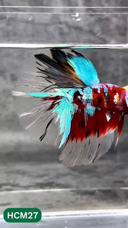 Multicolor Halfmoon Male Betta Fish | High Grade | Order Directly From Farm |  You Pick Fish |