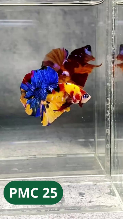 Multicolor Plakat Male Betta Fish |Show Grade|  You Pick Fish