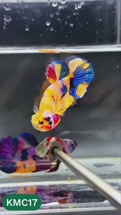 Multicolor Yellow Base Plakat Male Betta Fish | Order Directly From Farm |  You Pick Fish