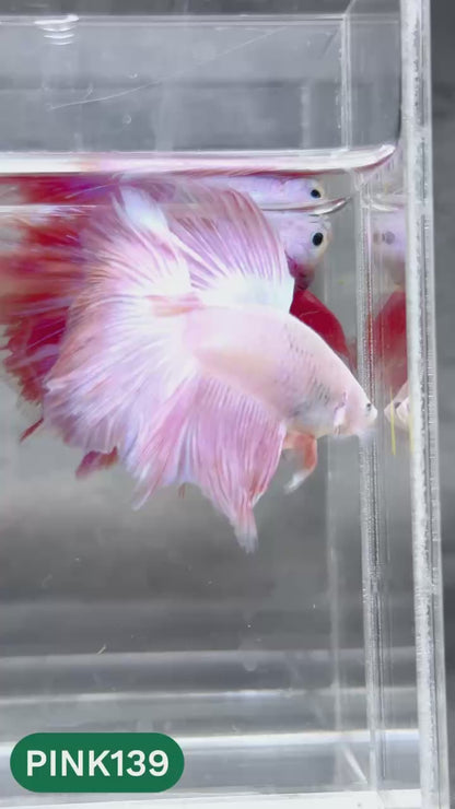 Pink Halfmoon Male Betta Fish | You Pick Fish | Order Directly From Farm