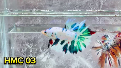 Multicolor Halfmoon Male Betta Fish | High Grade | Order Directly From Farm|  You Pick Fish |