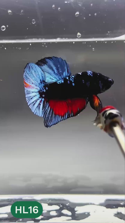 Dark Flame Hellfire Plakat Male Betta Fish | You Pick Fish | Exotic Betta