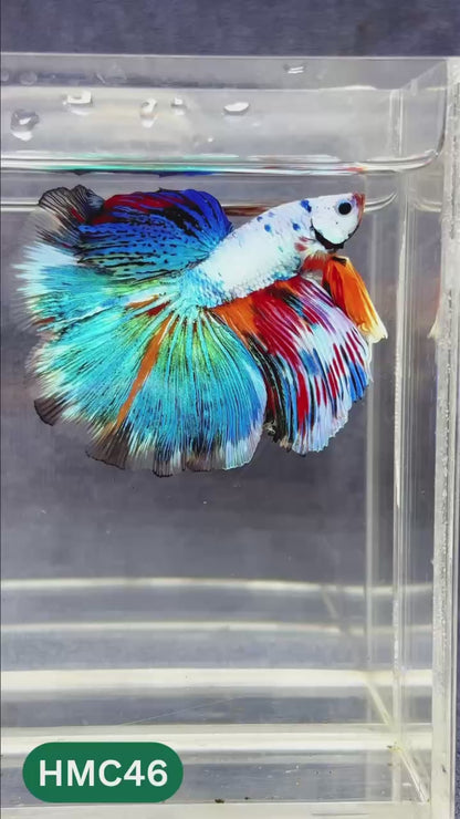 Multicolor Halfmoon Male Betta Fish | Order Directly From Farm | You Pick Fish