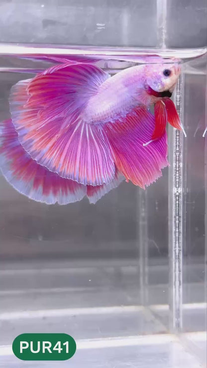 Purple Halfmoon Male Betta Fish | You Pick Fish | Order Directly From Farm