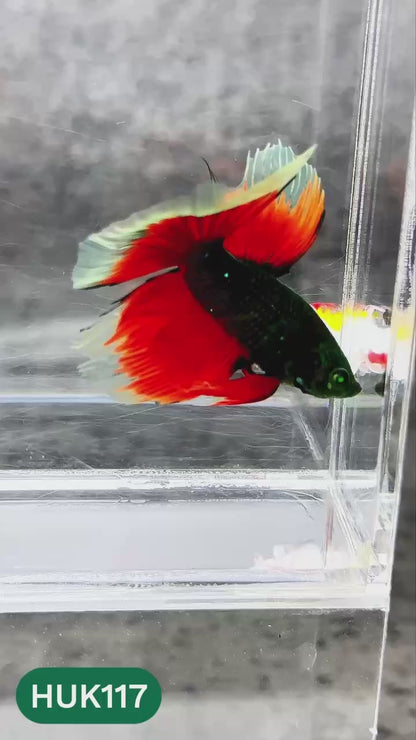 Black Hulk Halfmoon Male Betta Fish | You Pick Fish